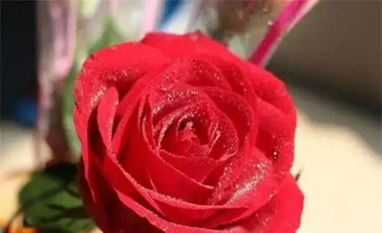 玫瑰花苞買回來不開花怎麼辦？四種方法讓其迅速開花