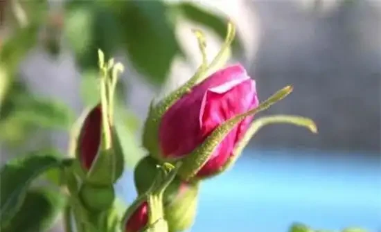 玫瑰花苞買回來不開花怎麼辦？四種方法讓其迅速開花