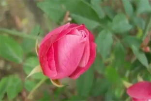 玫瑰花苞買回來不開花怎麼辦？四種方法讓其迅速開花