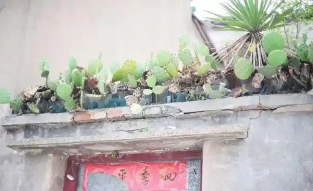 仙人掌養在牆頭越長越大,爬出牆頭象徵好,鎮宅旺家真不錯