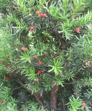 誰說北方無「貴樹」?10大珍貴樹種,買到苗就種,發展前景好