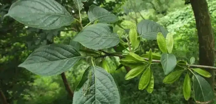 誰說北方無「貴樹」?10大珍貴樹種,買到苗就種,發展前景好