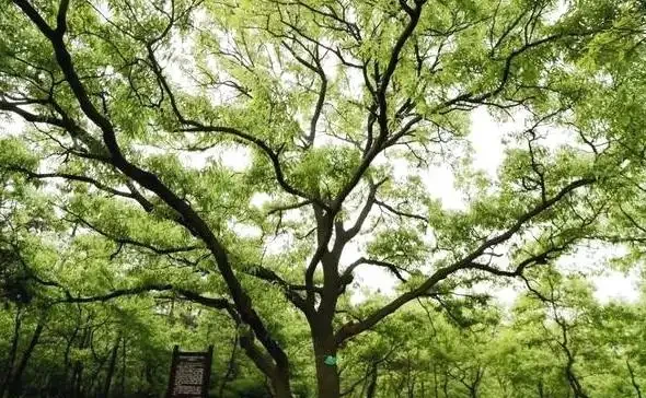誰說北方無「貴樹」?10大珍貴樹種,買到苗就種,發展前景好