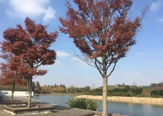 誰說北方無「貴樹」?10大珍貴樹種,買到苗就種,發展前景好