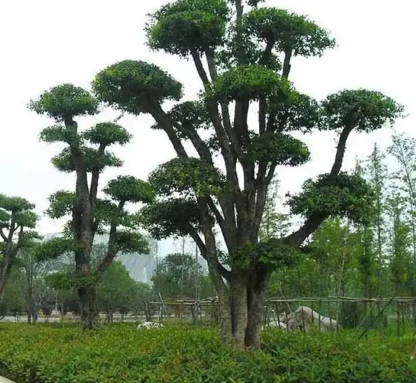 誰說北方無「貴樹」?10大珍貴樹種,買到苗就種,發展前景好
