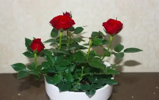 玫瑰花怎麼養可以花繁葉茂，掌握五個養護技巧就能實現