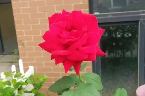 玫瑰花怎麼養可以花繁葉茂，掌握五個養護技巧就能實現