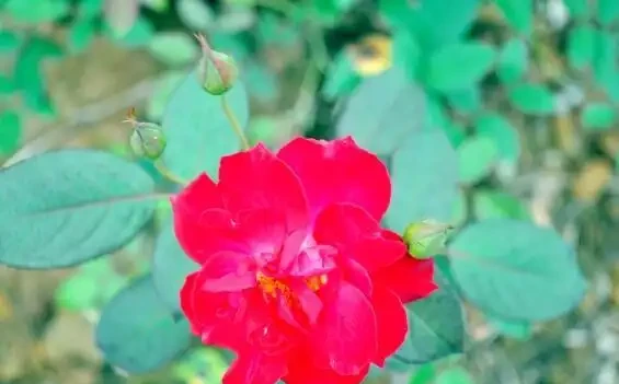 玫瑰花怎麼養可以花繁葉茂，掌握五個養護技巧就能實現