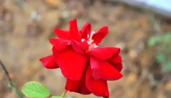 玫瑰花怎麼養可以花繁葉茂，掌握五個養護技巧就能實現