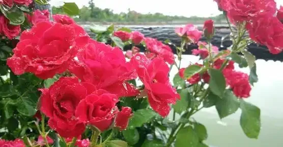 玫瑰花怎麼養可以花繁葉茂，掌握五個養護技巧就能實現