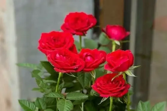 玫瑰花怎麼養可以花繁葉茂，掌握五個養護技巧就能實現