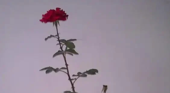 玫瑰花怎麼養可以花繁葉茂，掌握五個養護技巧就能實現