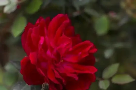 玫瑰花怎麼養可以花繁葉茂，掌握五個養護技巧就能實現