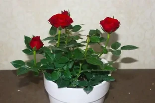 玫瑰花怎麼養可以花繁葉茂，掌握五個養護技巧就能實現