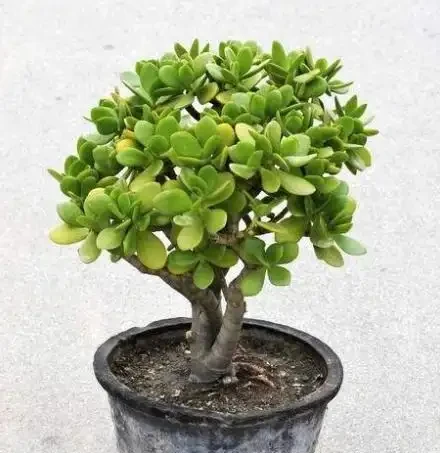 玉樹葉子一碰就掉?有3個「原因」,及時改正,又能「玉樹臨風」