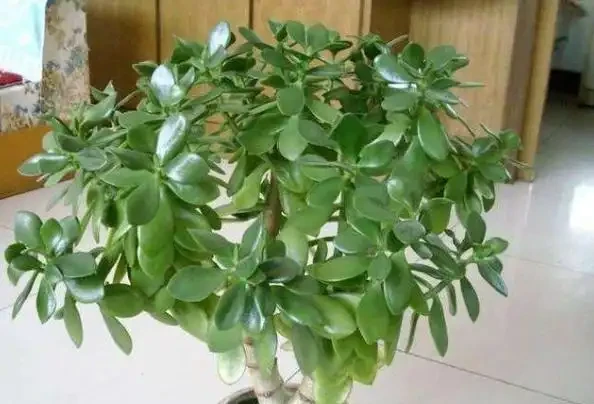 玉樹葉子一碰就掉?有3個「原因」,及時改正,又能「玉樹臨風」