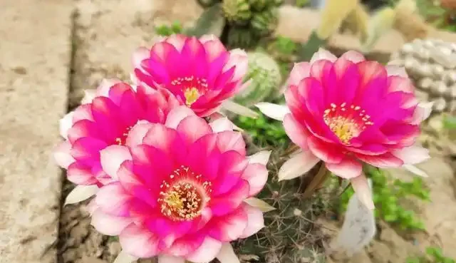 養仙人掌球，不同「時期」選對「肥」，球體肥大，砰砰冒花