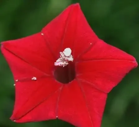 世界上最美麗的50種鮮花（附圖），你認可的有哪些？