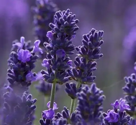 世界上最美麗的50種鮮花（附圖），你認可的有哪些？