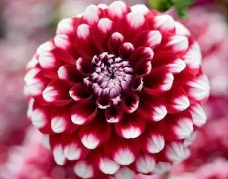 世界上最美麗的50種鮮花（附圖），你認可的有哪些？