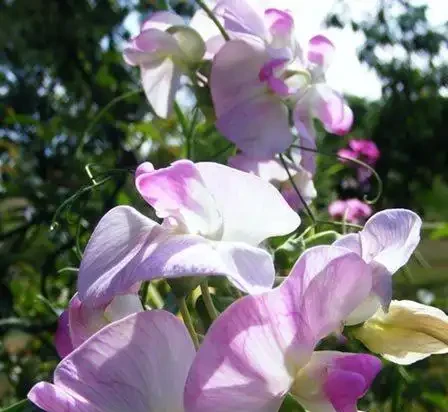 世界上最美麗的50種鮮花（附圖），你認可的有哪些？