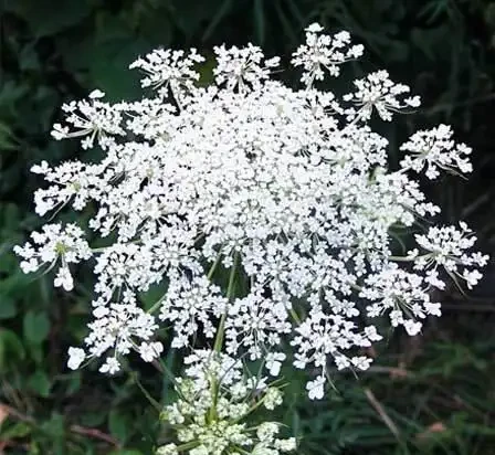 世界上最美麗的50種鮮花（附圖），你認可的有哪些？