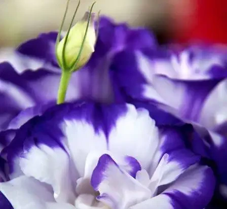 世界上最美麗的50種鮮花（附圖），你認可的有哪些？