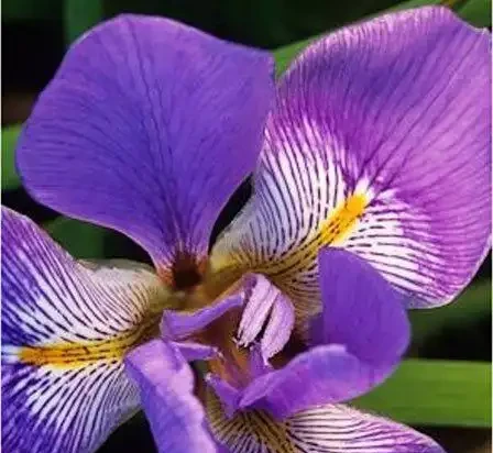 世界上最美麗的50種鮮花（附圖），你認可的有哪些？