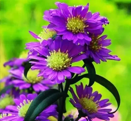 世界上最美麗的50種鮮花（附圖），你認可的有哪些？