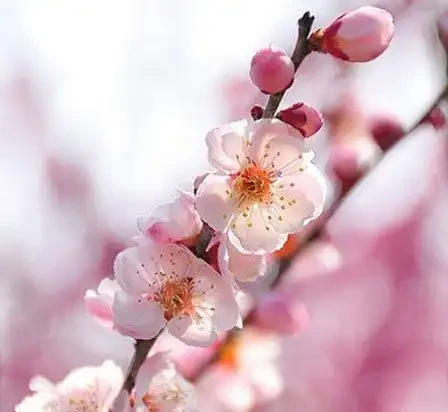 世界上最美麗的50種鮮花（附圖），你認可的有哪些？