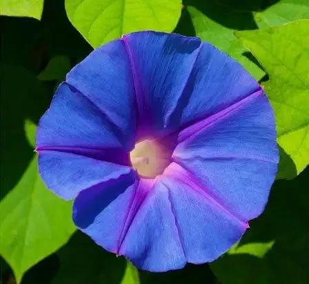 世界上最美麗的50種鮮花（附圖），你認可的有哪些？