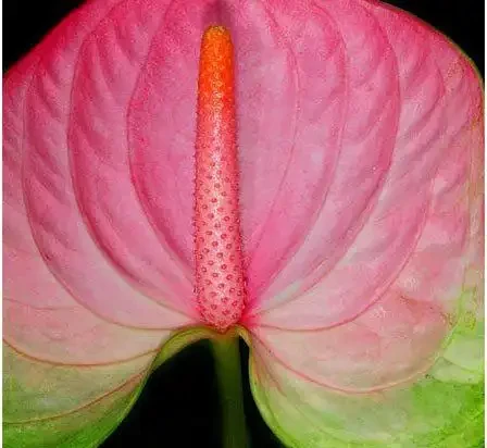 世界上最美麗的50種鮮花（附圖），你認可的有哪些？