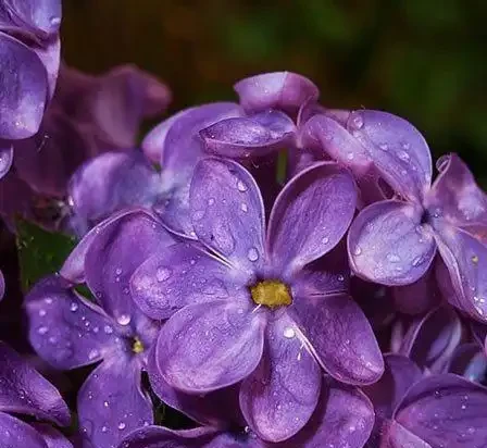 世界上最美麗的50種鮮花（附圖），你認可的有哪些？