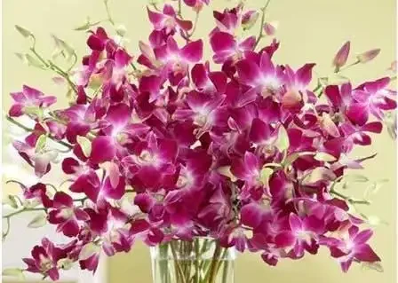 世界上最美麗的50種鮮花（附圖），你認可的有哪些？