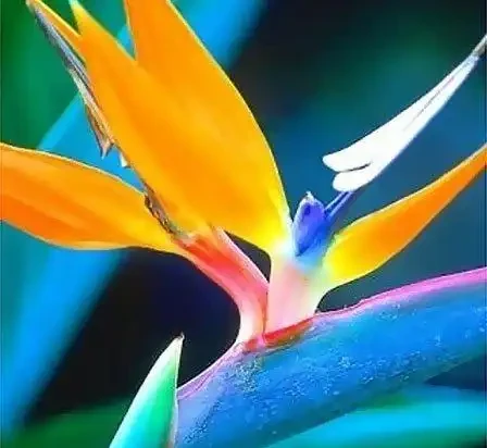 世界上最美麗的50種鮮花（附圖），你認可的有哪些？