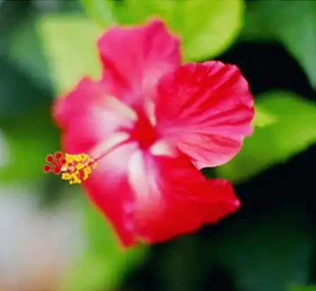 世界上最美麗的50種鮮花（附圖），你認可的有哪些？
