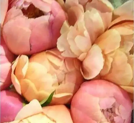 世界上最美麗的50種鮮花（附圖），你認可的有哪些？