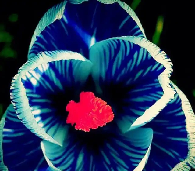 世界上最美麗的50種鮮花（附圖），你認可的有哪些？