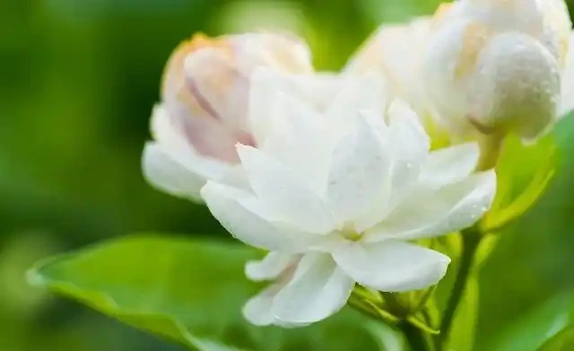 世界上最美麗的50種鮮花（附圖），你認可的有哪些？