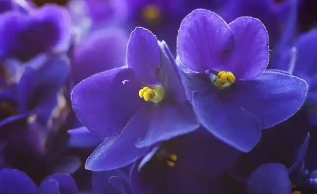 世界上最美麗的50種鮮花（附圖），你認可的有哪些？