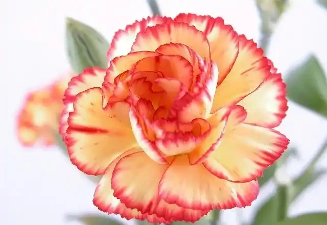 世界上最美麗的50種鮮花（附圖），你認可的有哪些？