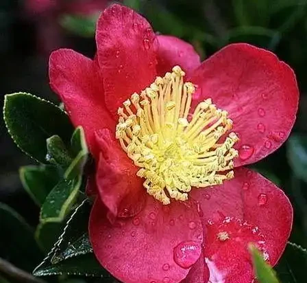 世界上最美麗的50種鮮花（附圖），你認可的有哪些？