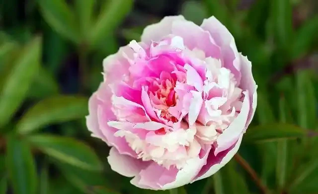 世界上最美麗的50種鮮花（附圖），你認可的有哪些？