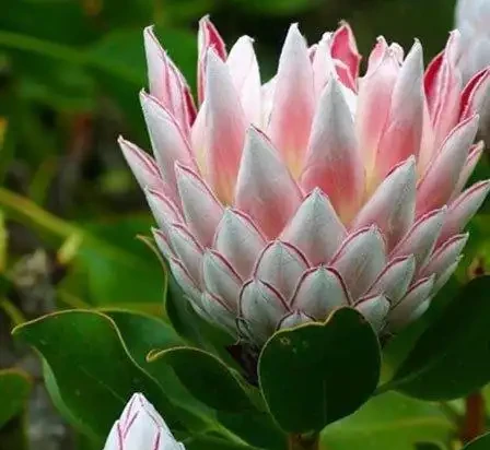 世界上最美麗的50種鮮花（附圖），你認可的有哪些？