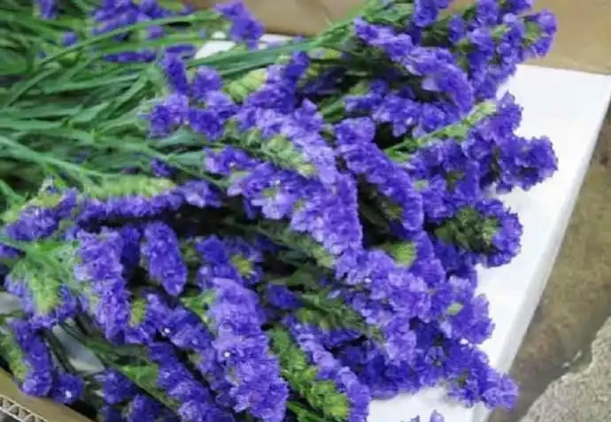 世界上最美麗的50種鮮花（附圖），你認可的有哪些？