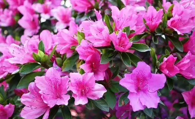世界上最美麗的50種鮮花（附圖），你認可的有哪些？