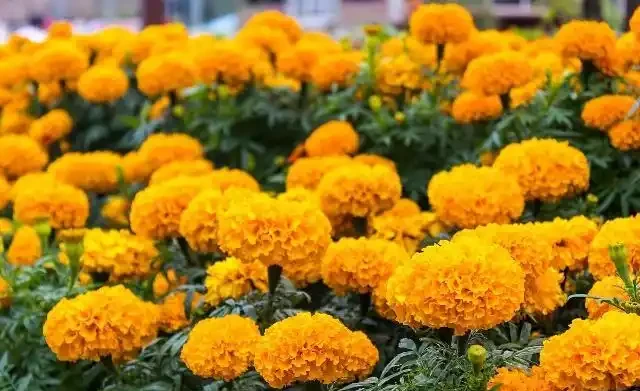 世界上最美麗的50種鮮花（附圖），你認可的有哪些？
