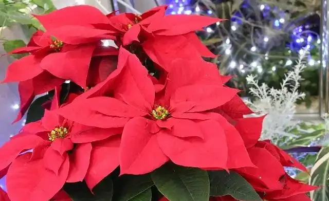 世界上最美麗的50種鮮花（附圖），你認可的有哪些？