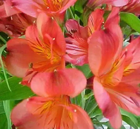 世界上最美麗的50種鮮花（附圖），你認可的有哪些？