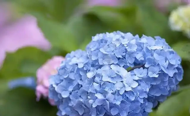 世界上最美麗的50種鮮花（附圖），你認可的有哪些？
